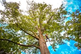 Best Leaf Removal  in Rockwell, AR